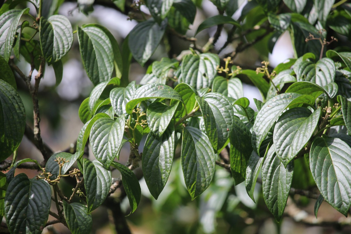 Mappia nimmoniana (J.Graham) Byng & Stull